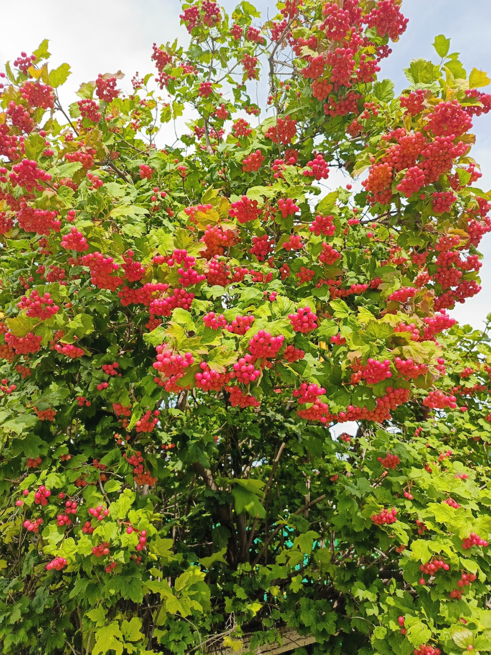 Донъяның гүзәллеген күреп хозурланам